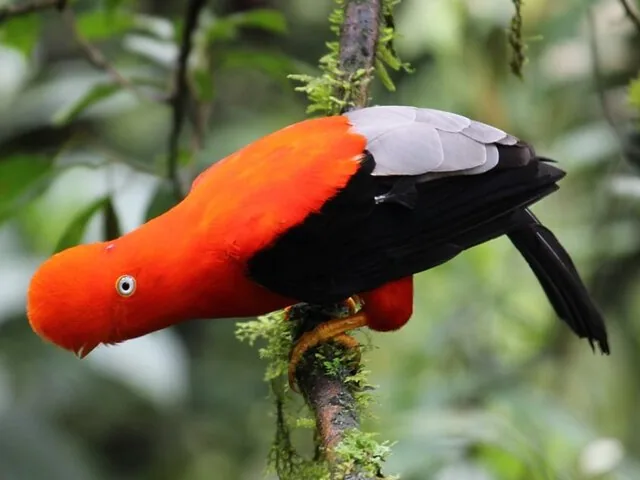 Vibrant orange and black Andean Cock-of-the-rock perched on a mossy branch.