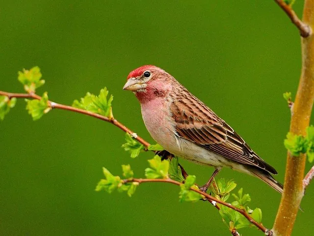 Small bird with pinkish-red plumage perched on a thin branch with new leaves.