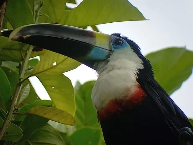 Close-up of a white-throated toucan perched amongst green foliage in the jungle.