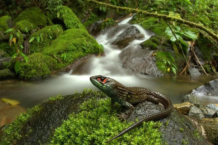 Lizard with a vibrant red eye resting on a mossy rock near a stream.