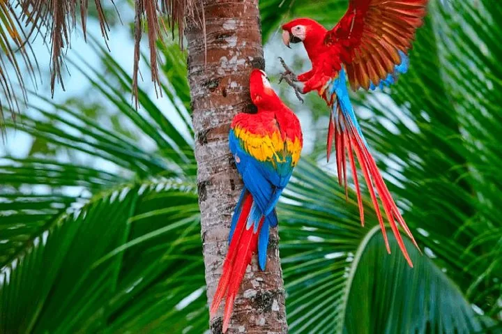 Two scarlet macaws climbing the trunk of a palm tree in the rainforest.
