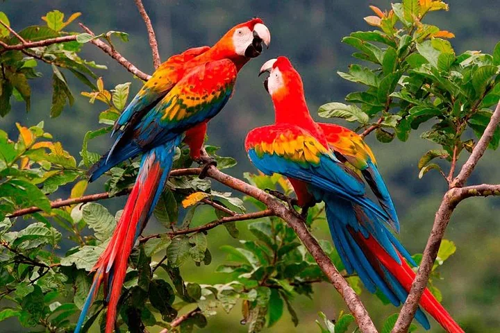Two brightly colored scarlet macaws perched on a branch interacting with each other.