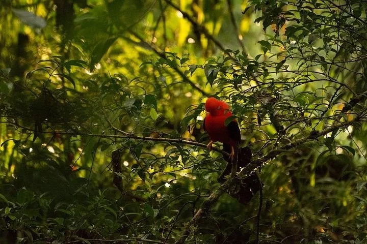 Male Andean Cock-of-the-rock perched on a branch in the dense, green forest.