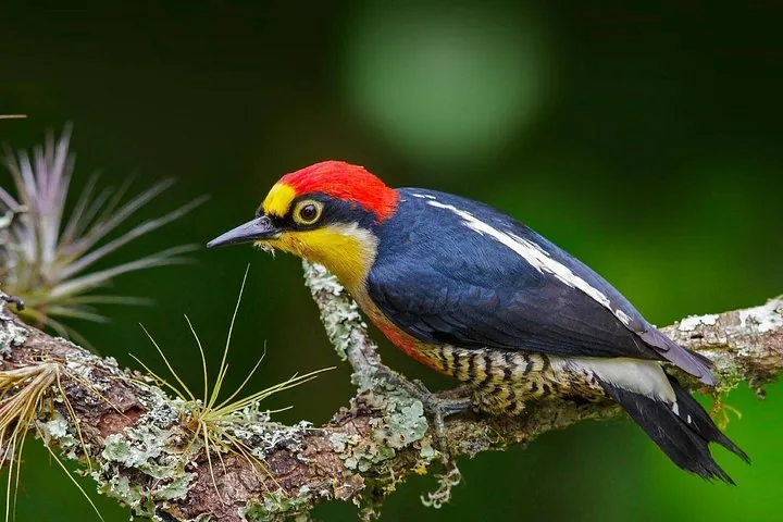 Yellow-tufted woodpecker with red crown perched on a lichen-covered branch.