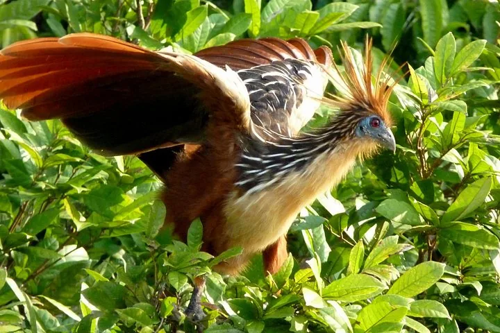 Hoatzin bird with its distinctive spiky crest and reddish-brown plumage among green leaves.