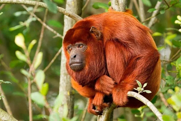 Red howler monkey resting on a branch in the dense Amazon rainforest.
