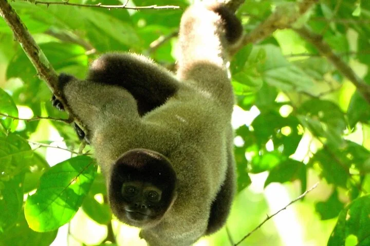 Woolly monkey hanging upside down from a branch in the lush green canopy.
