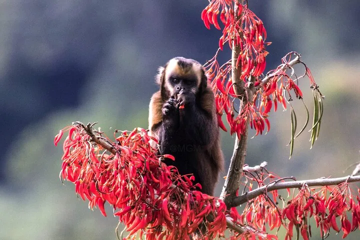 Brown capuchin monkey eating amidst bright red flowers on a tree branch.