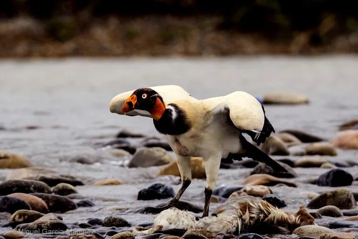 King vulture standing on a rocky riverbank next to a dead animal carcass.