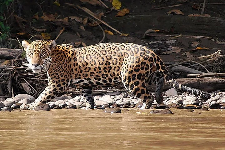 Jaguar walking along the muddy bank of a river in the Amazon.