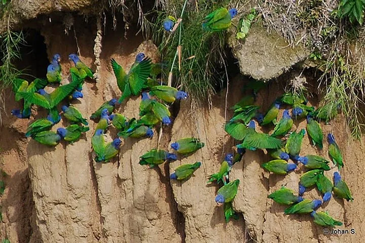 Flock of blue-headed macaws and other parrots perched on a clay lick.